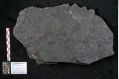 Foto (Objekt + Etikett) von Noeggerathia palmaeformis Goeppert (NHMW-GEO-2024-0188-10744)